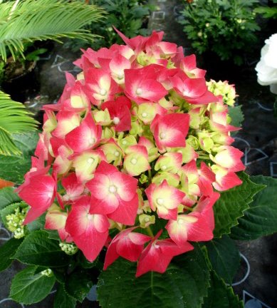 hortensia_5.jpg