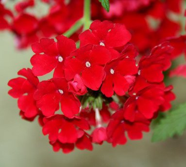 jarnurt.verbena._5.jpg