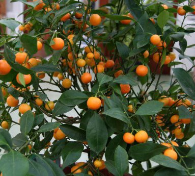 kumquat.citrus.fortunella.margarita_18.jpg