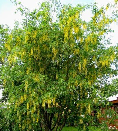 laburnum.x.watereri.vossi.gardagullregn_41.jpg