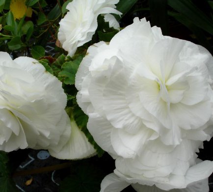 laukbegonia.jpg