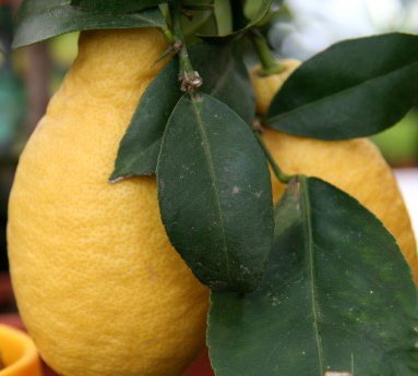 limone.citrus.limon_14.jpg