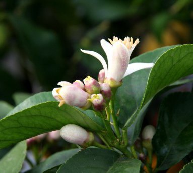 limone.citrus.limon_20.jpg