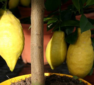 limone.citrus.limon_21.jpg
