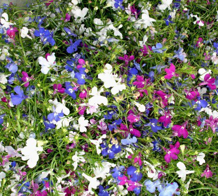 lobelia_1.jpg