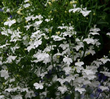 lobelia_13.jpg
