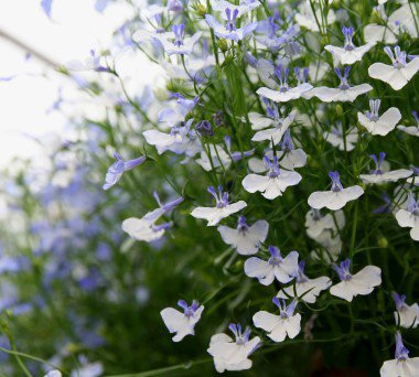 lobelia_19.jpg