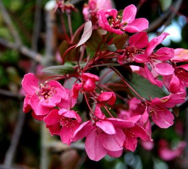 malus.liset.skrautepli.liset_2.jpg