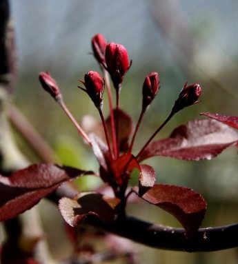 malus.liset.skrautepli.liset_8.jpg