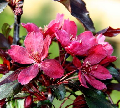 malus.royalty.skrautepli.royalty_4.jpg