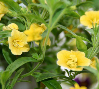 millionbells.thusundbjollur._17.jpg