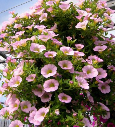 millionbells.thusundbjollur._38.jpg