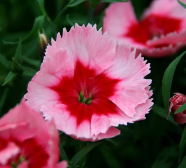 nellika.dianthus_10.jpg