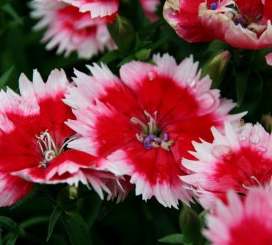 nellika.dianthus_16.jpg