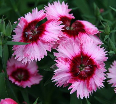 nellika.dianthus_8.jpg