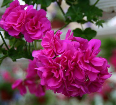 pelargonia.hengi_9.jpg