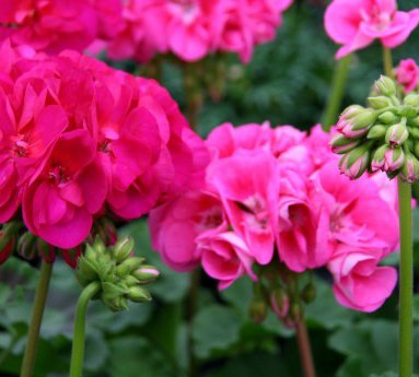 pelargonia_1.jpg