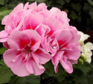pelargonia_40.jpg