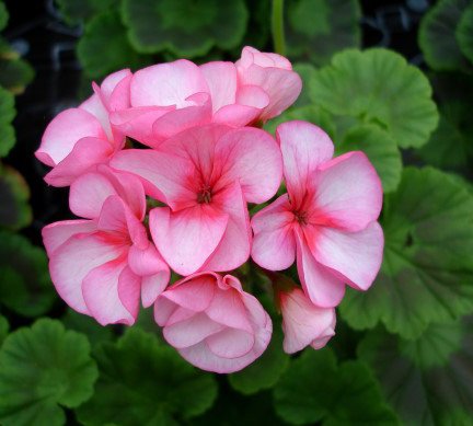 pelargonia_5.jpg