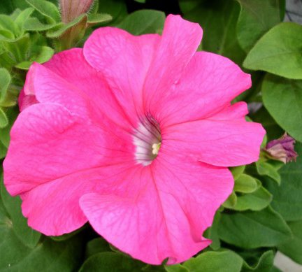 petunia_10.jpg
