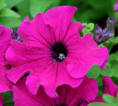 petunia_37.jpg