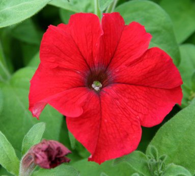 petunia_43.jpg