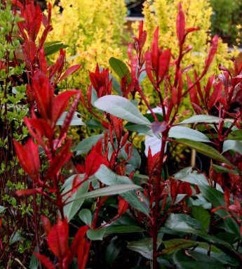 photinia.fras.red.robin_3.jpg
