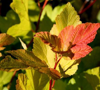 physocarpus.opulifolius.darts.gold.gardakvistill.darts.gold_2.jpg