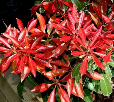 pieris.japonica.carnival.japanslyng.carnival_4.jpg