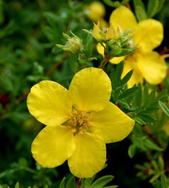 potentilla.fruticosa.runnamura_6.jpg