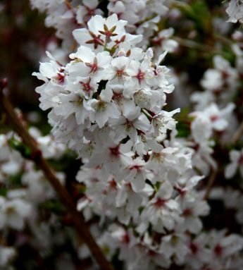prunus.nipponica.brilliant.rosakirsi.brilliant_6.jpg