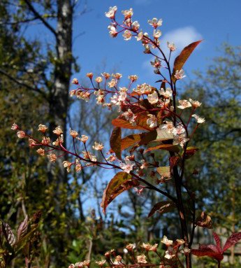 prunus.padus.colorata.blodheggur.colorata_14.jpg