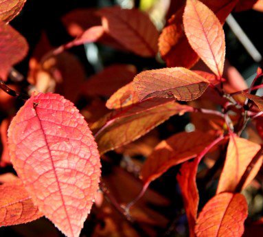 prunus.padus.colorata.blodheggur.colorata_4.jpg