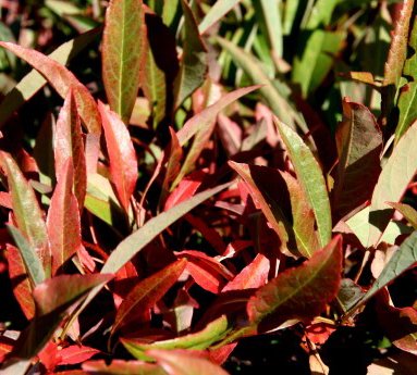 prunus.pumila.var.depressa.sandkirsi_3.jpg