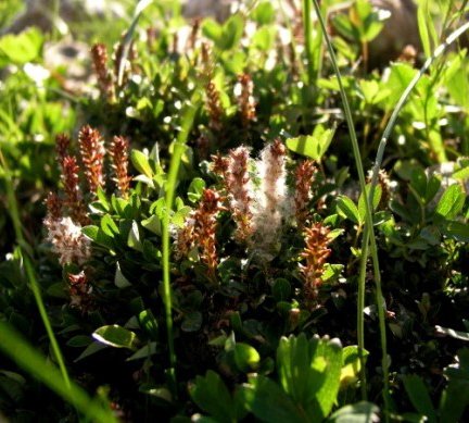 salix.artica.fjallavidir.jpg