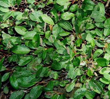 salix.reticulata.netvidir_3.jpg