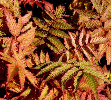 sorbaria.sorbifolia.sem.reynibladka.sem_5.jpg