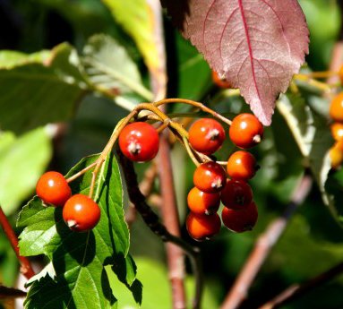 sorbus.aria.lutescens.seljureynir_4.jpg