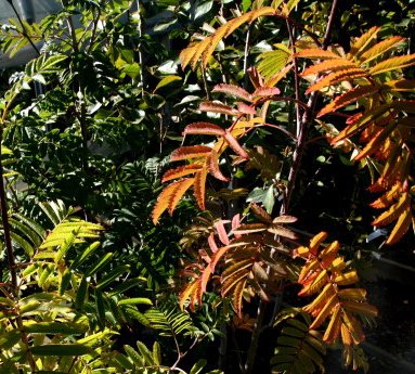 sorbus.aucuparia.ilmreynir_9.jpg