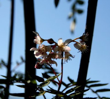 sorbus.cashmiriana.kasmirreynir_33.jpg
