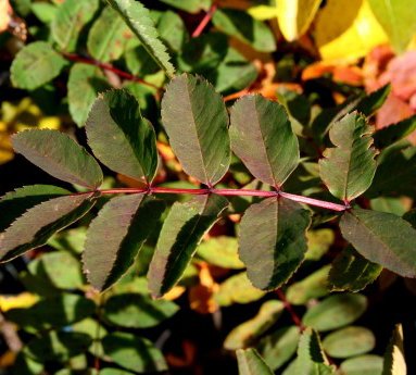 sorbus.sitchensis.sitkareynir_3.jpg