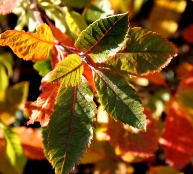 sorbus.x.hostii.ulfareynir_12.jpg