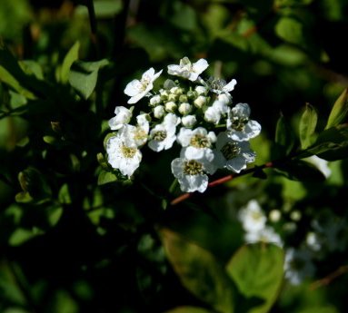spiraea.media.gardakvistur_2.jpg