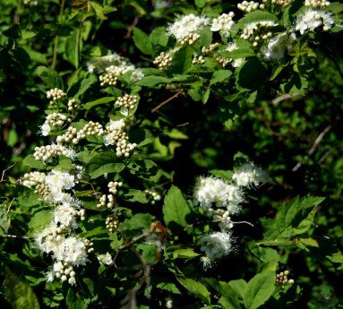 spiraea.trilobata.siberiukvistur_2.jpg
