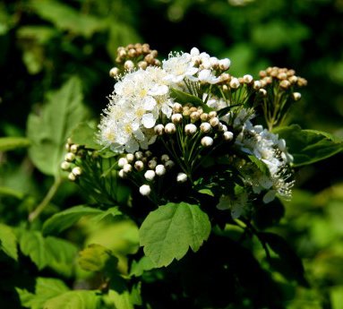 spiraea.trilobata.siberiukvistur_4.jpg