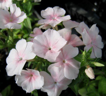 sumarljomi.phlox_2.jpg