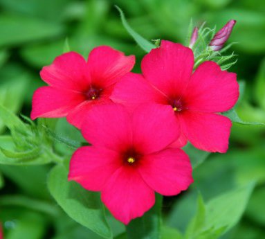 sumarljomi.phlox_22.jpg