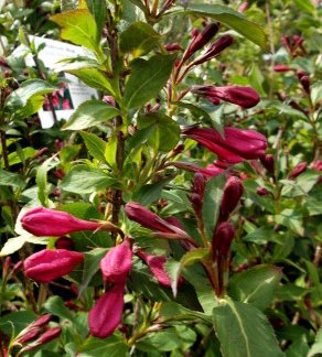 weigela.florida.minuet.rodaklukkurunni.minuet_5.jpg