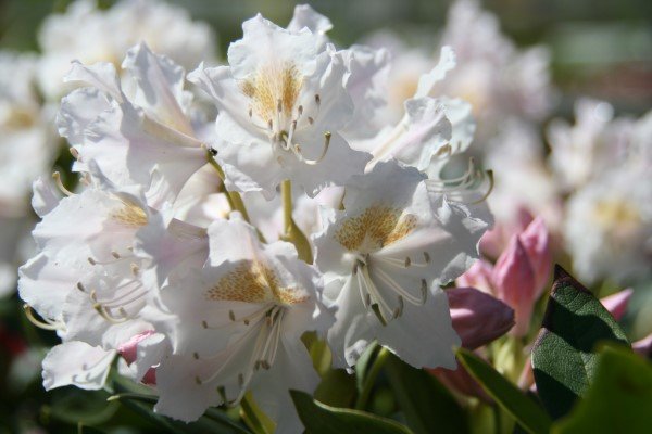 rhododendron.cunninghams.white.lyngros.cunninghams.white 7