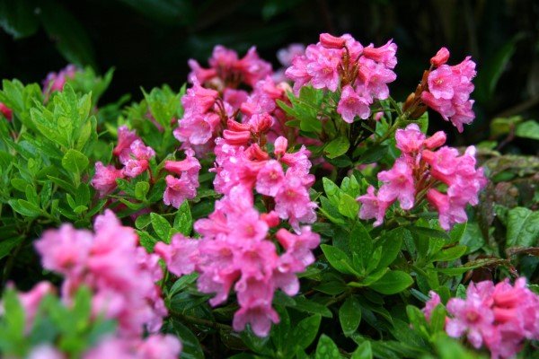 rhododendron.ferrugineum.urdalyngros.1 10
